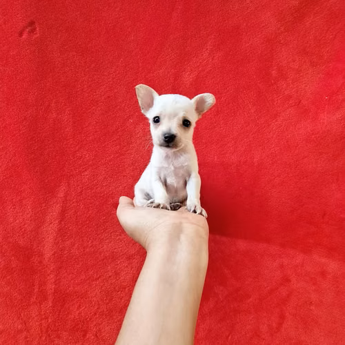 Chihuahua de bolsillo  - Imagen 6