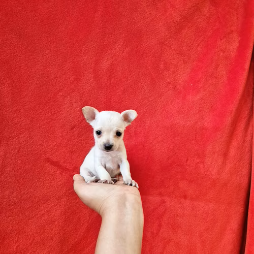 Chihuahua de bolsillo  - Imagen 7