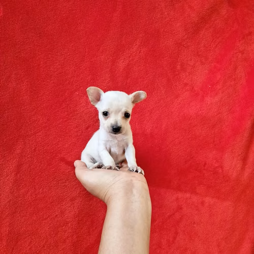 Chihuahua de bolsillo 