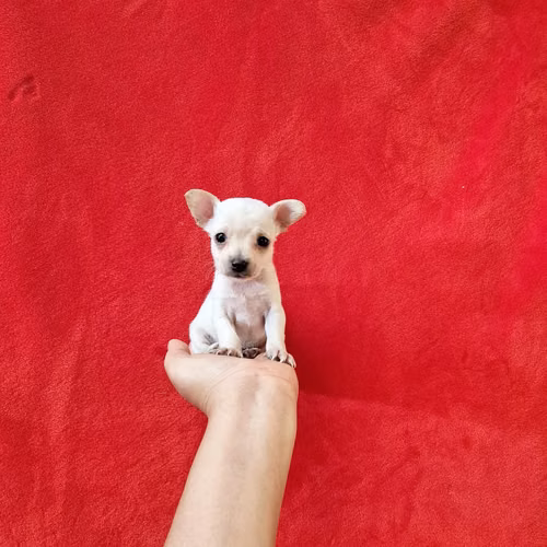 Chihuahua de bolsillo  - Imagen 9