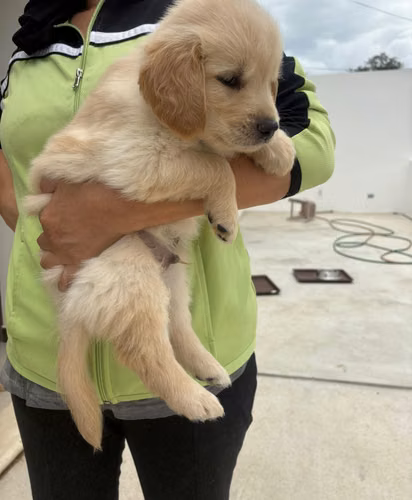 Hermosos Golden Retriever 