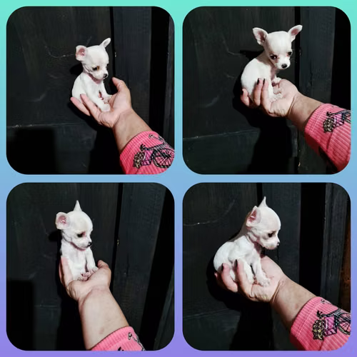 Chihuahuas mini 