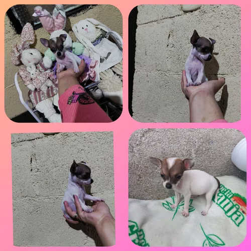 Chihuahuas mini 