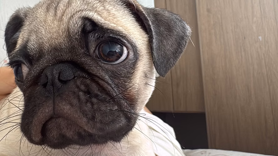 Perrito pug - Imagen 2