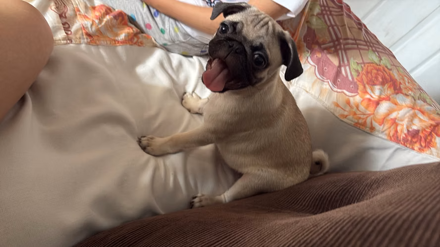 Perrito pug - Imagen 4
