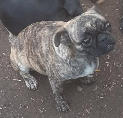 Pug - Imagen 3