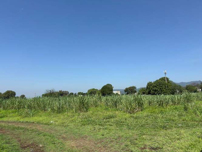 Terreno de 10 Manzanas en Escuintla ideal para desarrollo - totalmente plano - Imagen 5