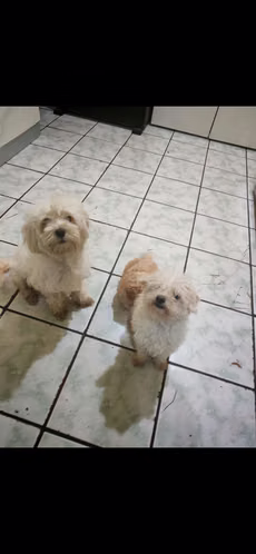 Cachorros French  - Imagen 4