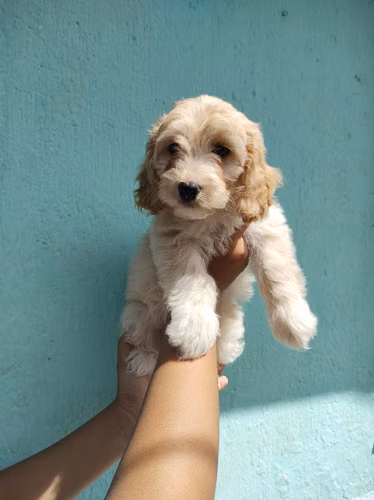 Cockapoo última hembra del año