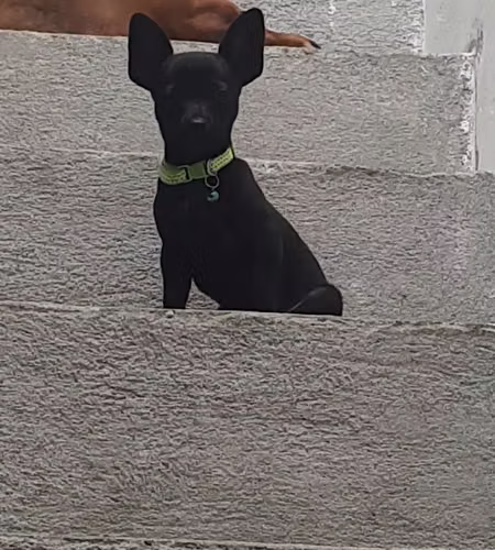 Chihuahua mini - Imagen 9