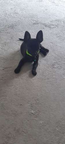 Chihuahua mini