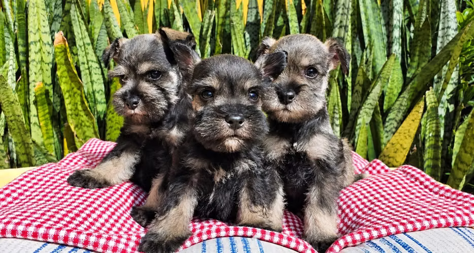 Schnauzer 