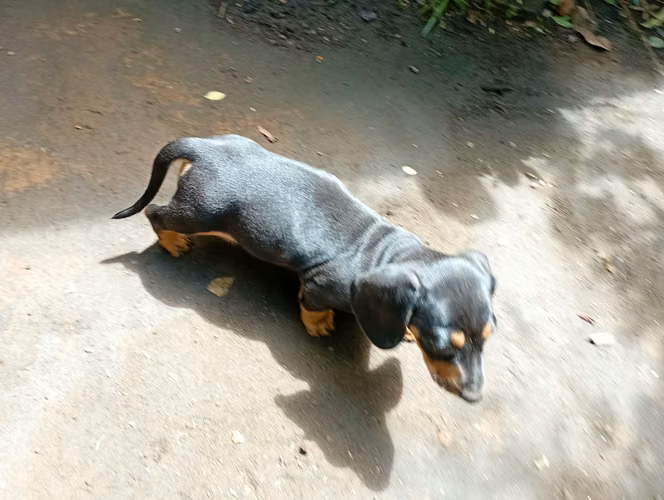 Vendo hermosas cachorritas salchicha originales precio negociable - Imagen 3