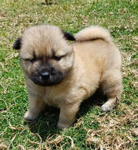 Chow chow