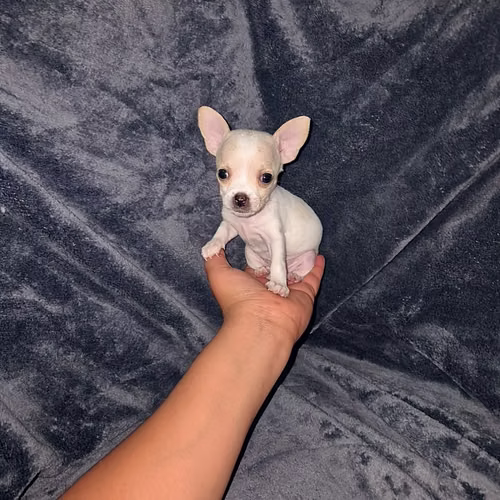 Chihuahua de bolsillo  - Imagen 2