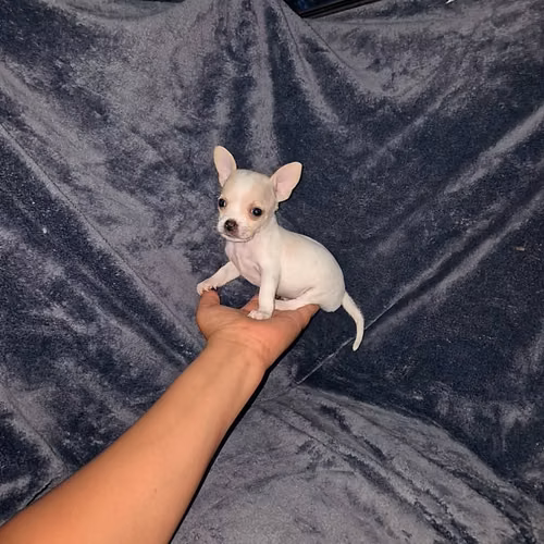 Chihuahua de bolsillo  - Imagen 4
