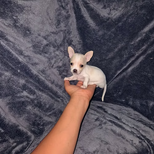 Chihuahua de bolsillo  - Imagen 5