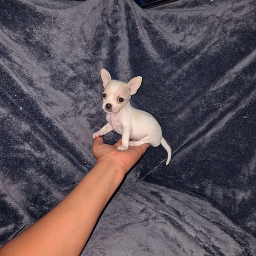 Chihuahua de bolsillo 