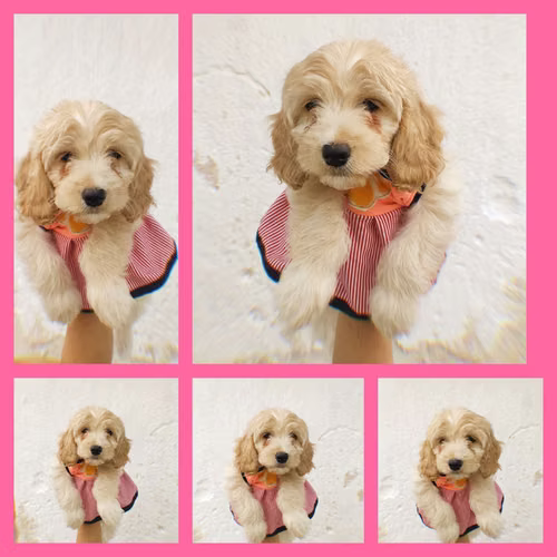 Adorable cachorra Cockapoo