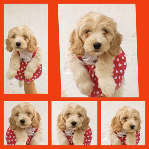 Hembra Cockapoo Puro amor