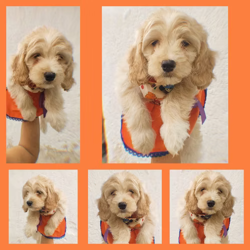 Unica Hembra French Cockapoo 