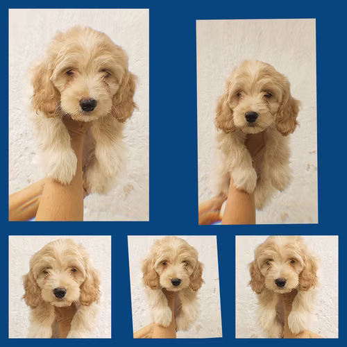 Encantadora Frenchs Cockapoo 