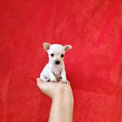 Chihuahua de bolsillo  - Imagen 2