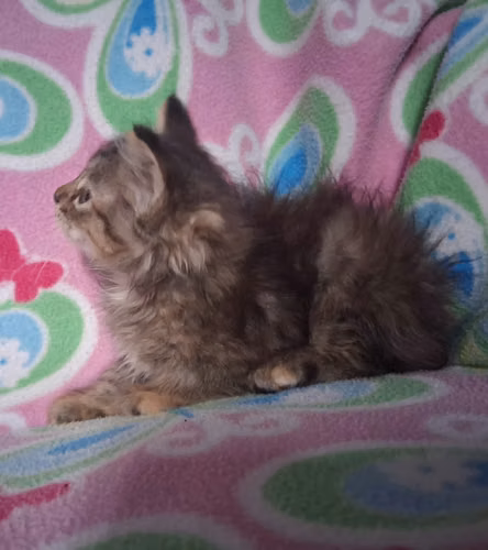 Hermosos gatitos angora 