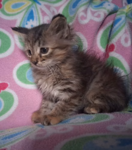Hermosos gatitos angora  - Imagen 5