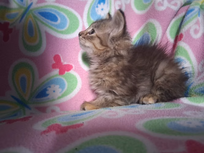 Hermosos gatitos angora  - Imagen 3