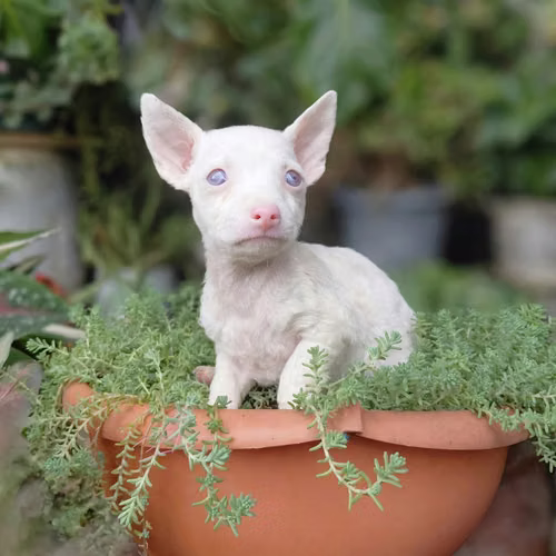Chihuahua  - Imagen 2