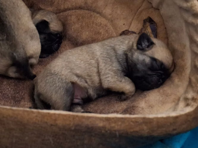 Hermosos cachorros Pug - Imagen 8