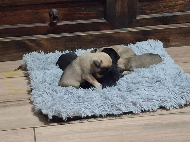 Hermosos cachorros Pug - Imagen 6