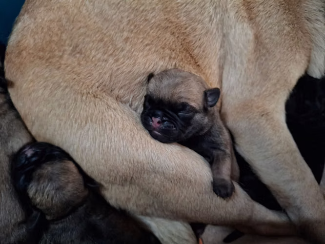 Hermosos cachorros Pug - Imagen 11