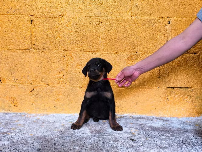 Cachorros Rottweiler  - Imagen 3