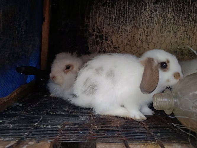 Vendo conejitos raza pequeña Fuzy lop angoras  mi número de WhatsApp es  - Imagen 2