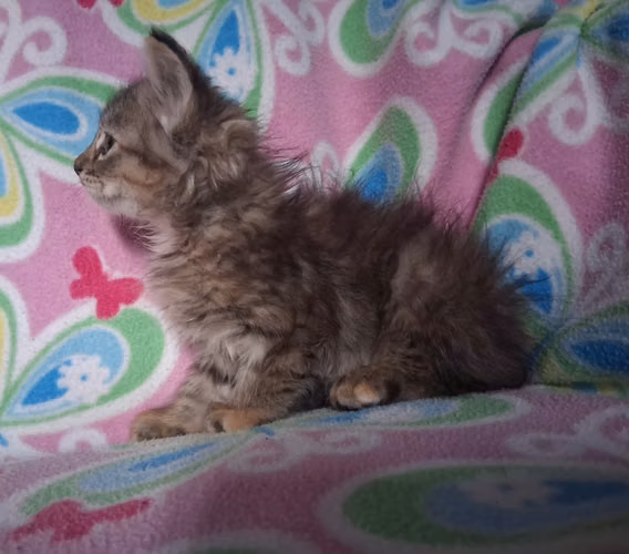 Gatitos angora  - Imagen 2
