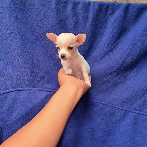 Chihuahua de bolsillo  - Imagen 2