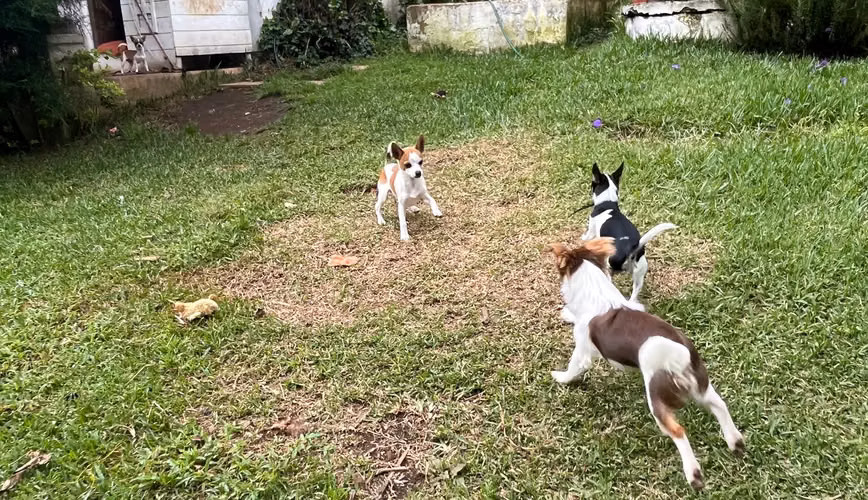  chihuahuas 2 machos 2 hembras  - Imagen 7