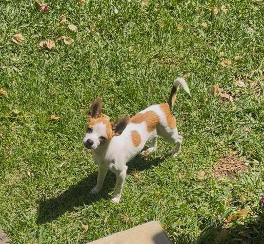  chihuahuas 2 machos 2 hembras 