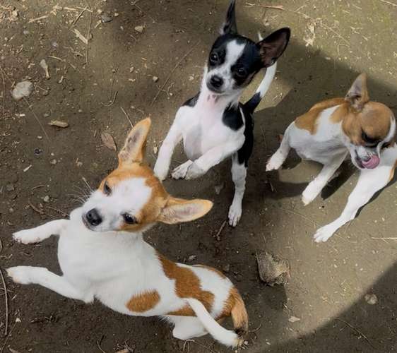  chihuahuas 2 machos 2 hembras 
