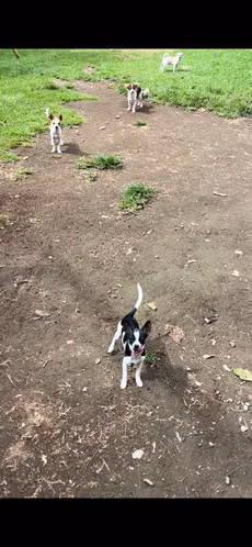  chihuahuas 2 machos 2 hembras  - Imagen 3