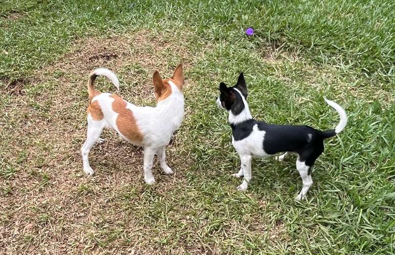  chihuahuas 2 machos 2 hembras 