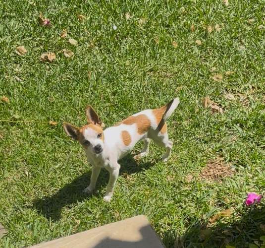  chihuahuas 2 machos 2 hembras 