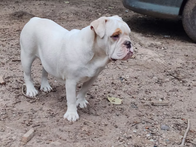 Bulldog ingles Hembra - Imagen 3