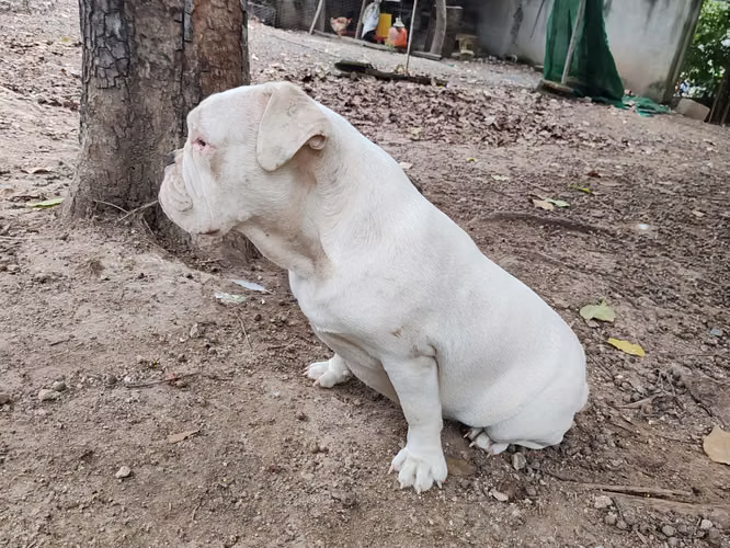Bulldog ingles Hembra - Imagen 2