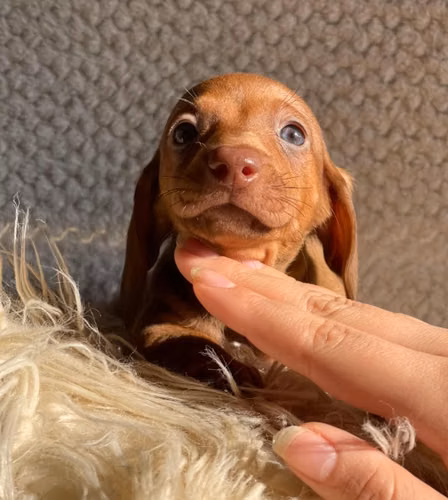 Hermosa salchicha dachshund hembra  - Imagen 3
