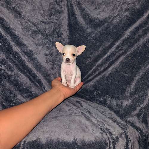 Chihuahua de bolsillo  - Imagen 5