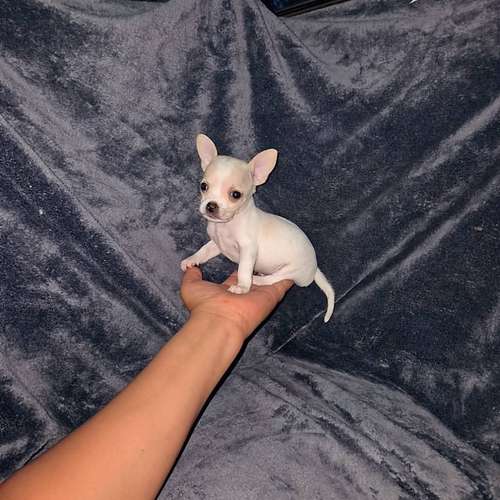 Chihuahua de bolsillo  - Imagen 6