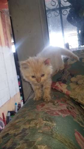 Gatita persa doll face a Q3,500.